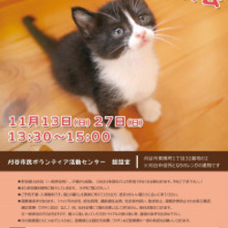  ♪刈谷市・知多市・東海市♪　★合同ねこの譲渡会★