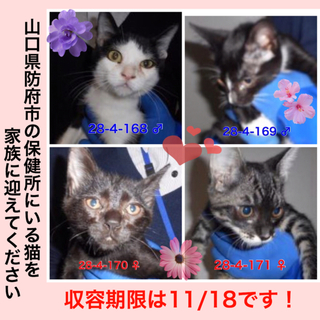 子猫を家族に迎えてください