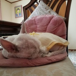 寒くなったワン　((+_+))