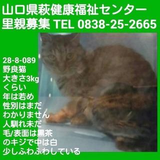 新しい家族を探しています！助けて下さい！