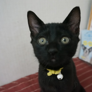 元気なアスリートクロちゃん