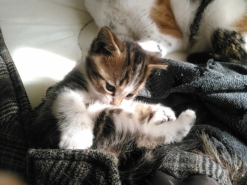 生後1ヶ月子猫里親募集」長野県 - 猫の里親募集(136186) 2枚目の画像