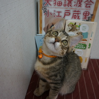 元気いっぱいキジ白ちゃん