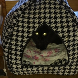 「鳴き声の意味がやっと判った」サムネイル1