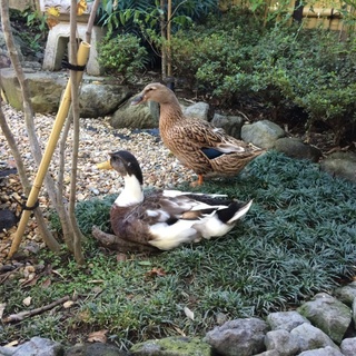 ひとみサン、まり雄