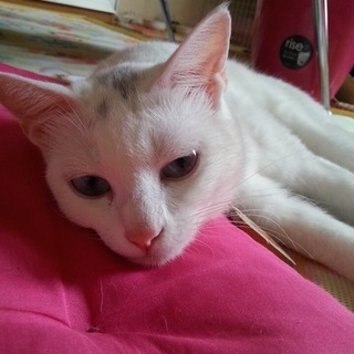 猫♡ホワイト。甘えん坊