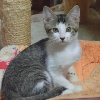 【ケイ】殺処分されるところでした。