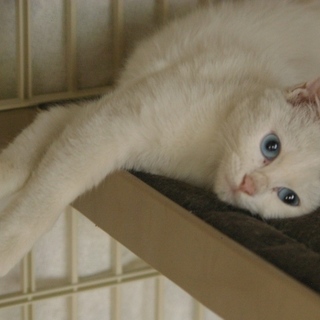 ブルーアイの元気な白猫わかばちゃんです。