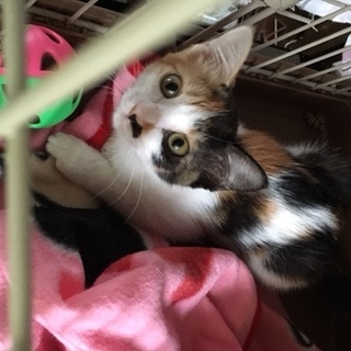 オンリーワンの飼い主さんをさがしているキキちゃん。