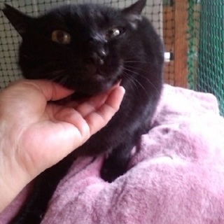 くま君　不妊済み・ワクチン済み