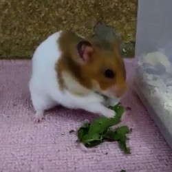 たんぽぽの葉っぱを食べるモモちゃん