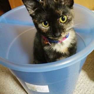 推定一歳 かわいいサビ猫ちゃん