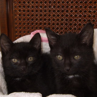 2カ月の子猫里親さん募集中です！