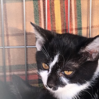 個性的な柄の白黒猫のかえでちゃんです。