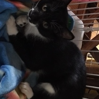 イクメン黒白猫の風太君の飼い主探してます。