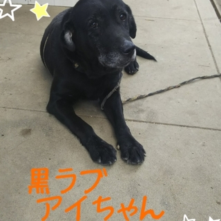 ボロボロになるまで産まされ続けた黒ラブ８歳