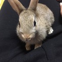 至急お願いします(>_<)可愛い3匹の子うさぎ