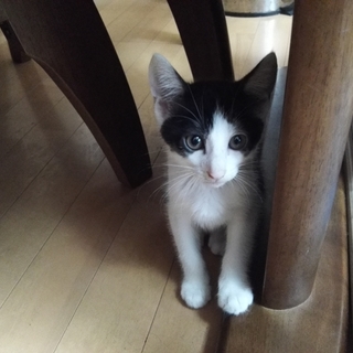 兄妹で一番大きなボス兄ちゃん、タイガーです。