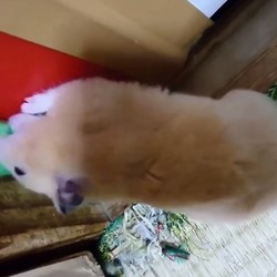 押入れの戸を開けようとするモモちゃん