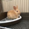ひでハム