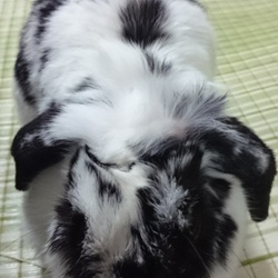 「部屋んぽ終了のまったりタイム」サムネイル1