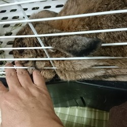 「部屋んぽ終了のまったりタイム」サムネイル2