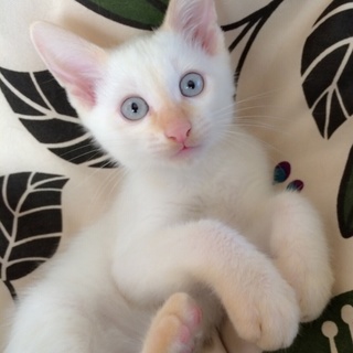 生後３ヶ月ほどの子猫ちゃんです