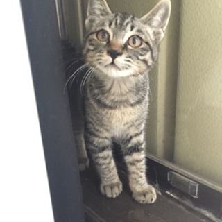 ハードパンチャー アリくん