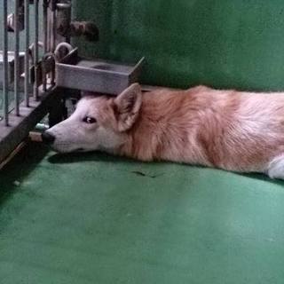 【感謝】繋がりました！団体さんから里親募集します！