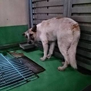 【感謝】繋がりました！団体さんから里親募集します！