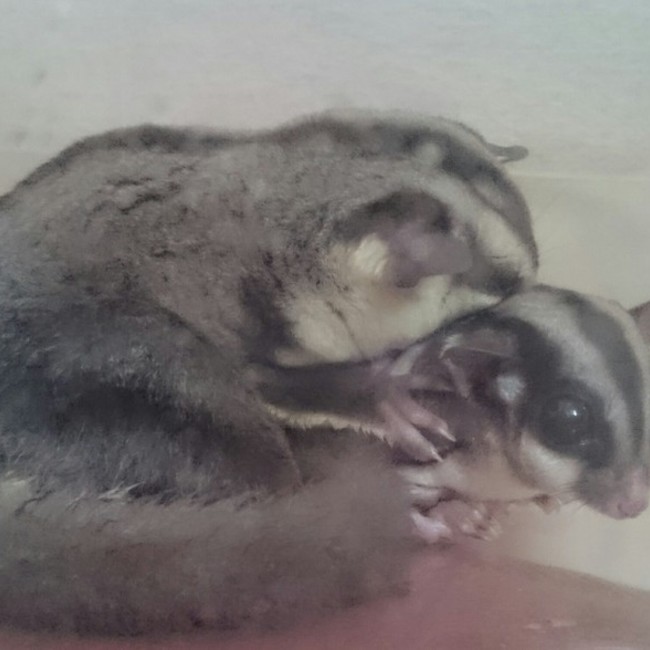 ささまる_(:3」∠)_のカバー写真