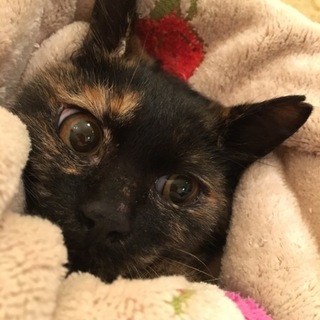 穏やかで優しいサビ猫♀4〜5ヶ月