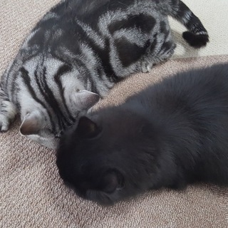 血統書付、避妊済み短足マンチカン４歳の子と１歳の子