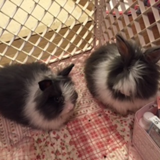 ライオンヘッドの子ウサギ2匹の里親様募集です