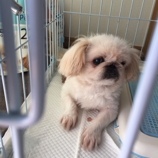 里親探してます