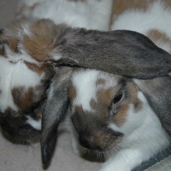 「茶白ブロークン」サムネイル1