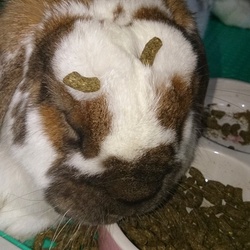 「茶白ブロークン」サムネイル2