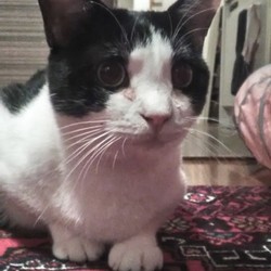 「ながお君、幼児体型から本当の太めに(泣)」サムネイル1