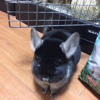 チンチラ 雌 里親様募集