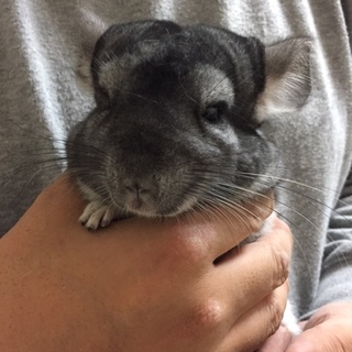 素敵な里親様に出会えました。有難うございました。