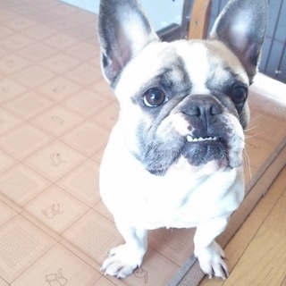 同じ犬種飼われた方で