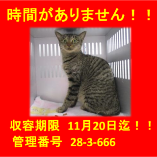 里親決定！(*´▽｀*)