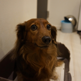 ブラウンのミニチュアダックス