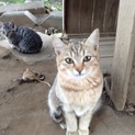 茶色系の子猫 3ヶ月ぐらい 3匹☆