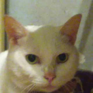 癒し系　ヒザ乗・抱っこニャンコ　純白4歳オス