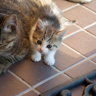 子猫を保護しています。