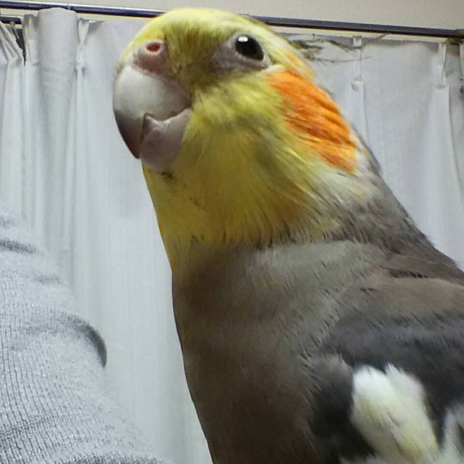 福ちゃんのカバー写真