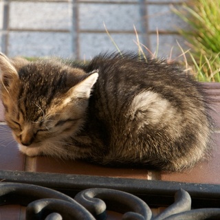 子猫を保護しています。