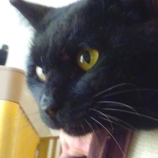 癒し系　ヒザ乗・抱っこニャンコ②　真っ黒　オス3歳