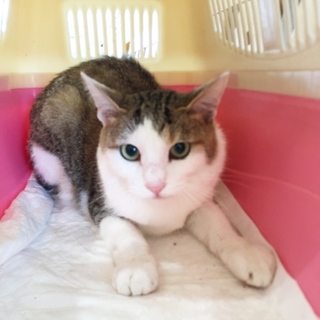 小柄でかわいい女の子1歳前です